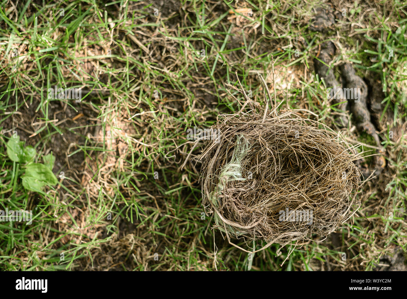 Eine leere Birds Nest Festlegung auf grünem Gras Stockfoto