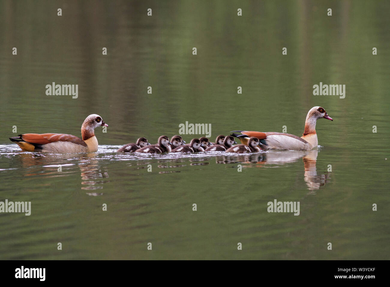 Nilgans, Nilgans (Alopochen aegyptiacus) mit Küken Stockfoto