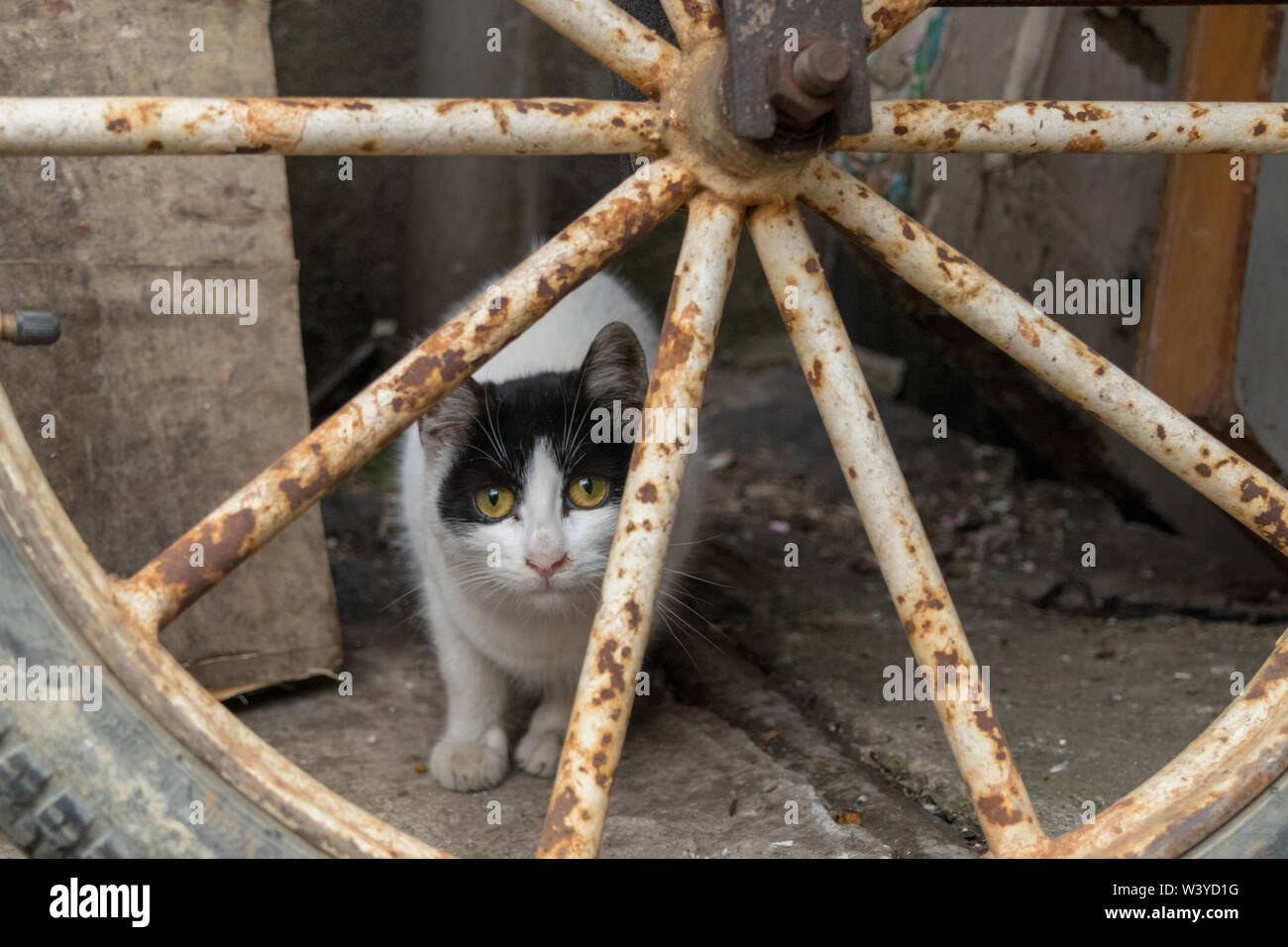 Nett und bemüht um eine streunende Katze Stockfoto
