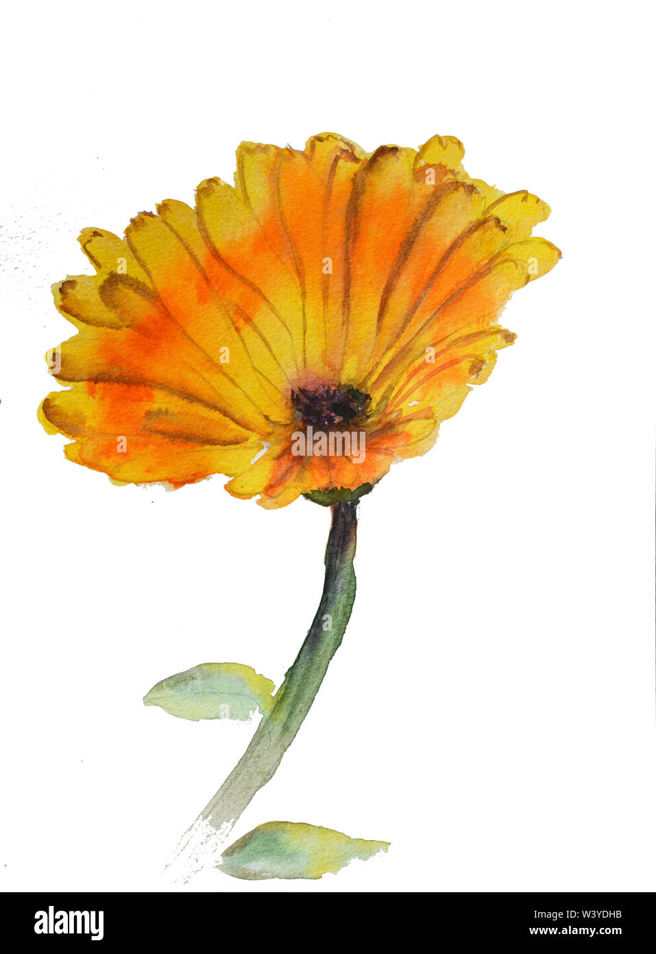 Handgezeichnete Aquarell-botanische Illustration der Calendula-Pflanze Stockfoto