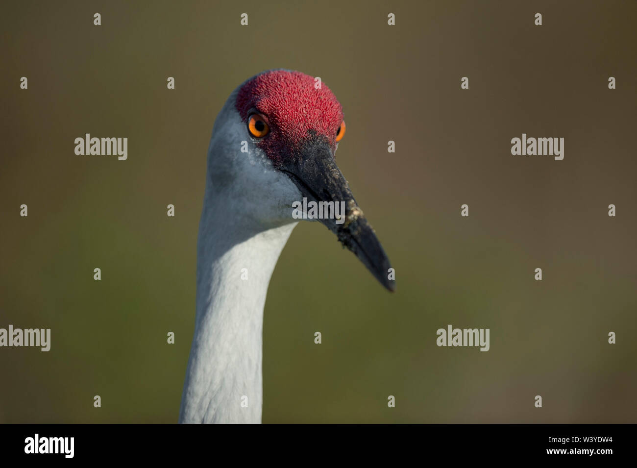 Ein Sandhill Crane close-up in der hellen Sonne mit seiner orangefarbenen Augen mit einer glatten grünen Hintergrund leuchten. Stockfoto
