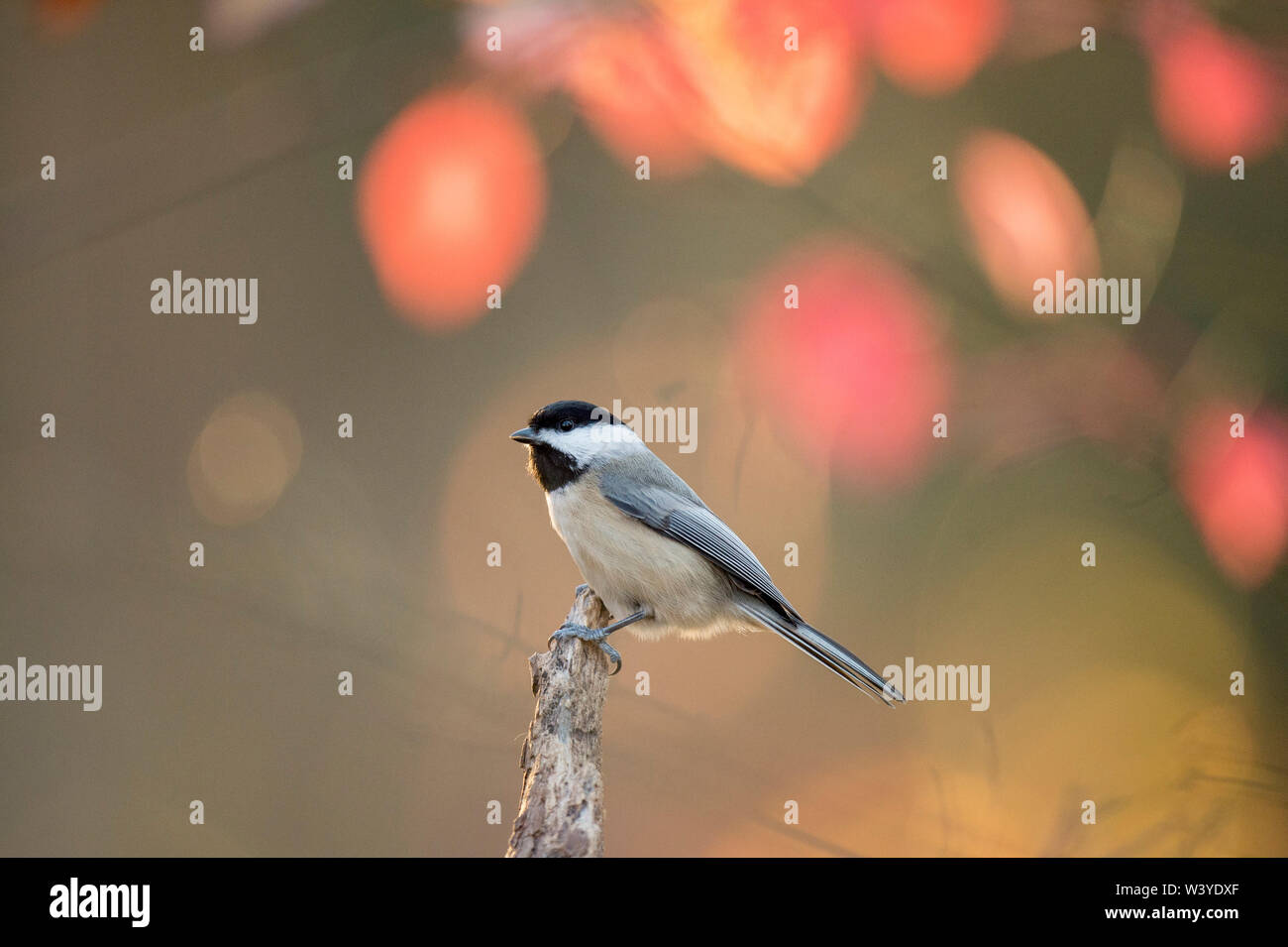 Ein niedliches Carolina Chickadee thront auf einem toten Baumstumpf leuchtet in der Sonne mit sich leuchtend rot und rosa Blätter im Hintergrund. Stockfoto