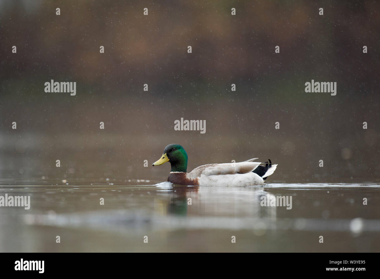 Ein drake Mallard Green's Kopf steht, wie es im Wasser leichter Regen mit einer glatten braunen Hintergrund schwimmt. Stockfoto