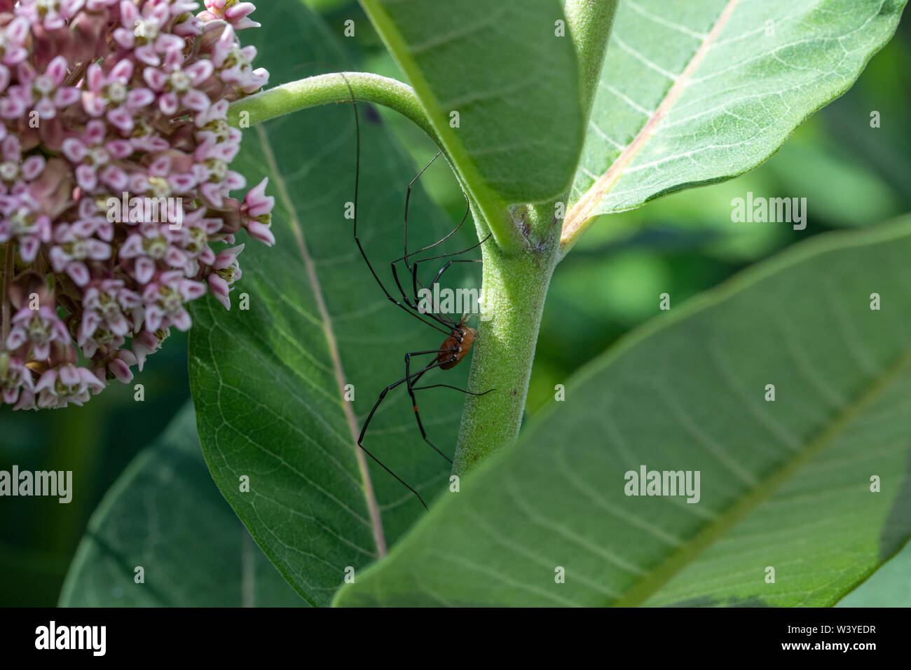 Daddy - lange Beine auf Common milkweed Stockfoto