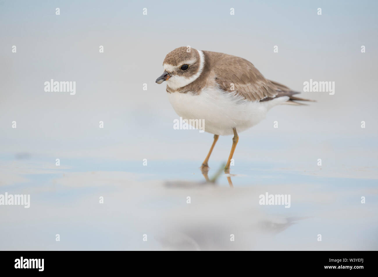 Ein semipalmated Plover stehen in feuchten Sand mit den Beinen im Wasser mit weichem Licht und einen reibungslosen hellblauen Hintergrund reflektiert. Stockfoto