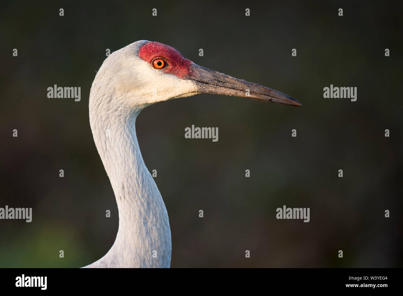 Ein Sandhill Crane Nahaufnahme Porträt in weichen Sonnenlicht mit dunkelgrünem Hintergrund. Stockfoto