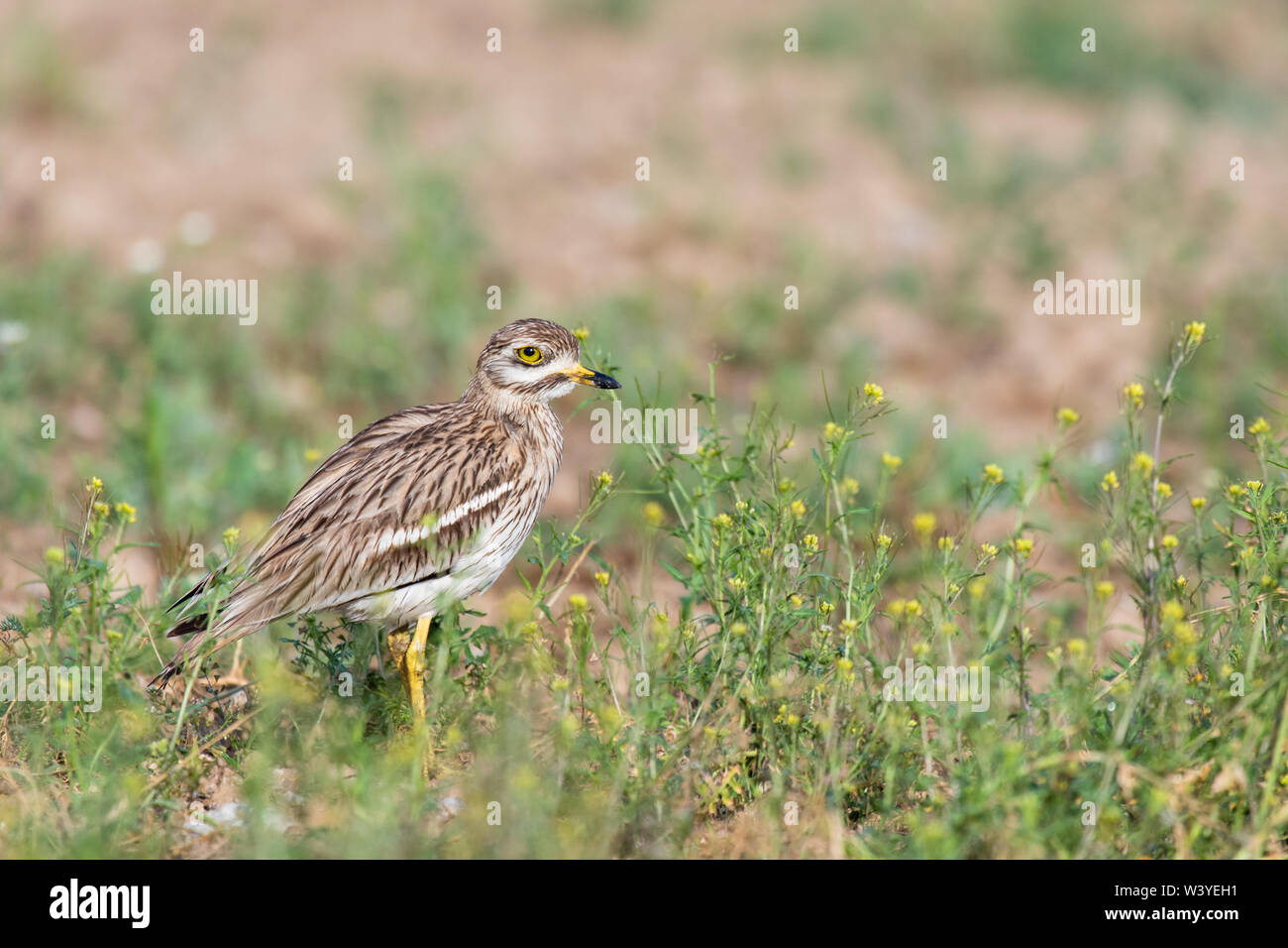 Eurasischen Stein - Curlew (Burhinus oedicnemus), Lleida, Katalonien, Spanien Stockfoto