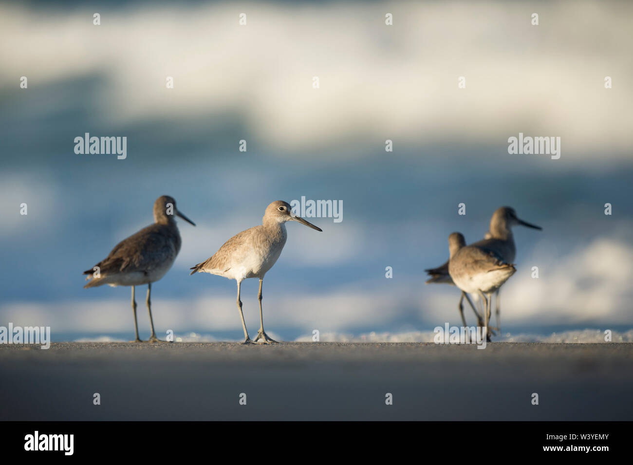 Eine kleine Gruppe von Willet steht auf einem Sandstrand in der Abendsonne mit Wellen im Hintergrund. Stockfoto