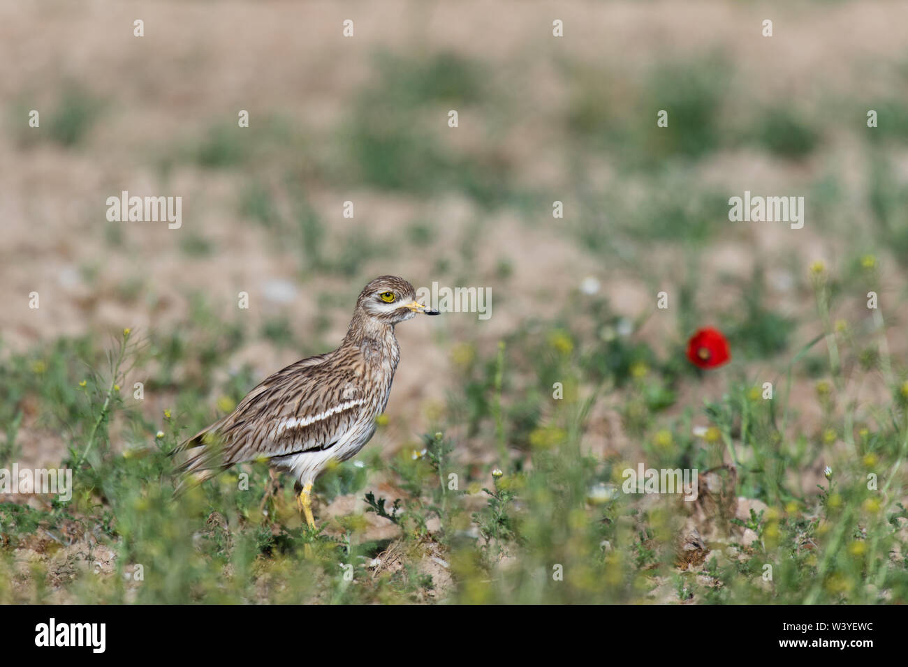 Eurasischen Stein - Curlew (Burhinus oedicnemus), Lleida, Katalonien, Spanien Stockfoto