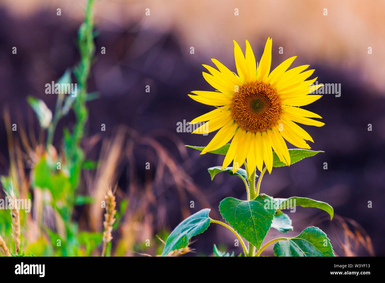 Allein Sonnenblumen stehen. Die Sonnenblume ist in kleinere Blumen gemacht. Die Blütenblätter, die wir um die außerhalb sehen sind aufgerufen, zungenblüten, und Sie können nicht Stockfoto