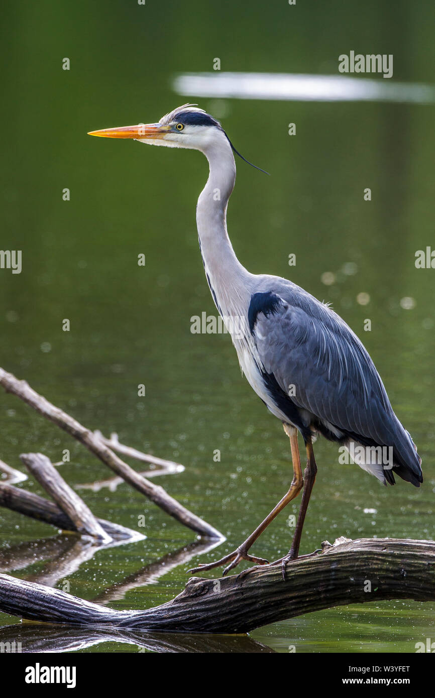 Graue Reiher, Graureiher (Ardea cinerea) Stockfoto