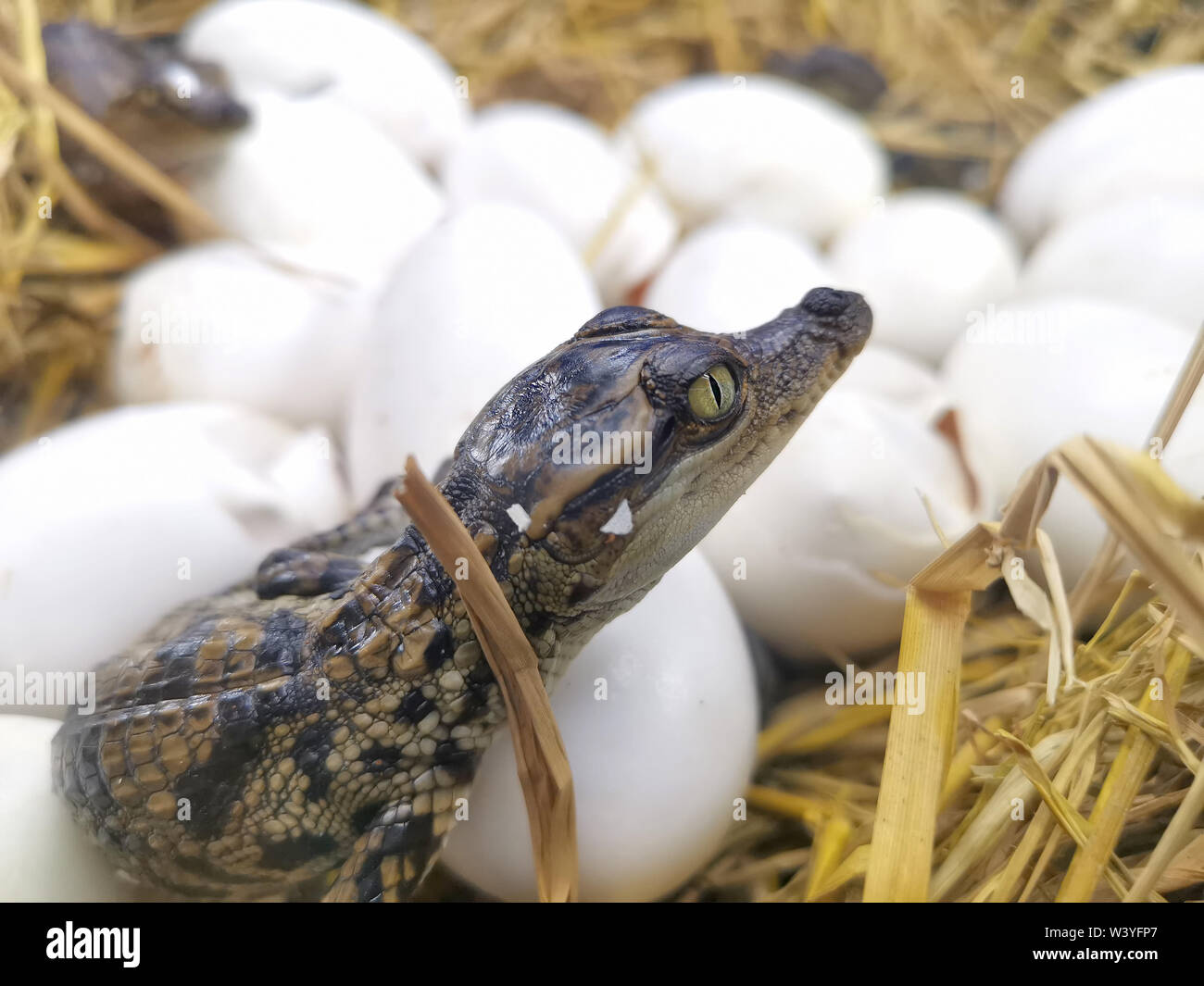 Baby Krokodile schlüpfen aus Eiern Stockfoto