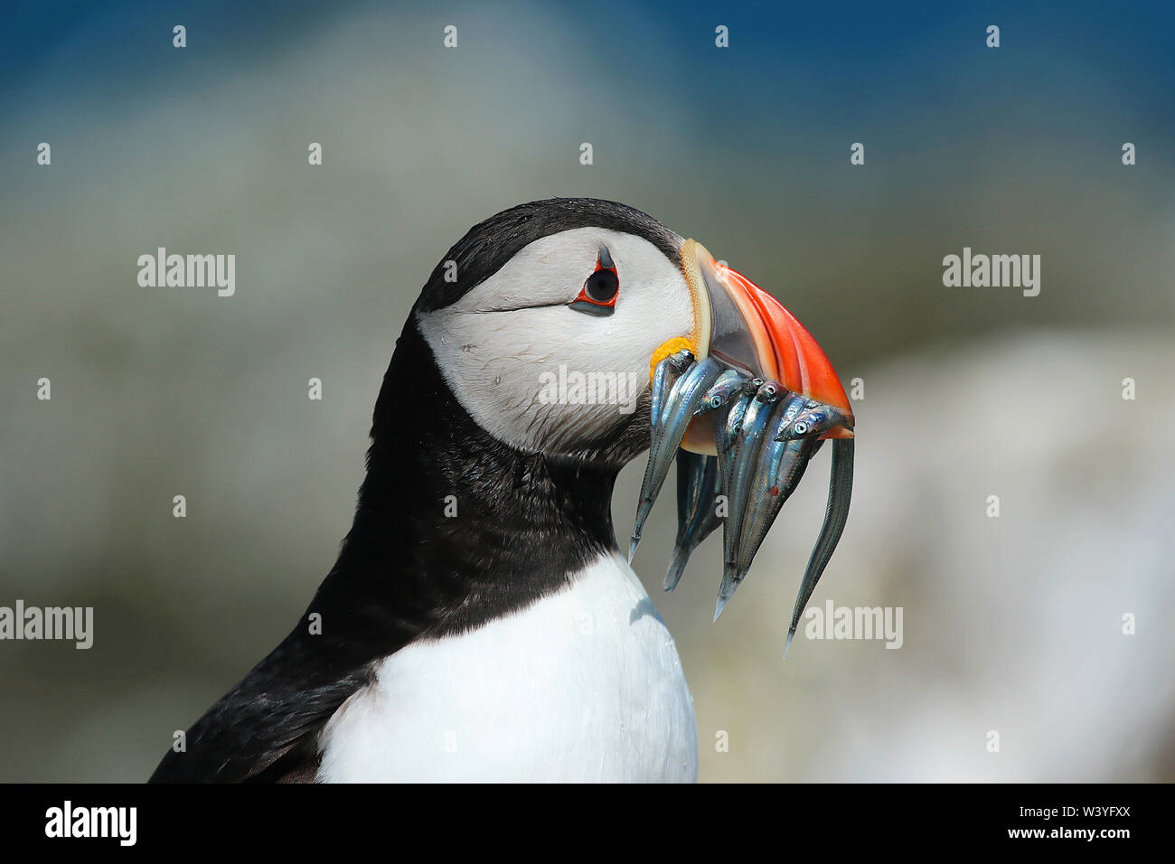 Papageitaucher (Fratercula arctica) mit einem beakful Sandaal. Diese liebenswerten kleinen Vögel kommen zurück auf die Farne Islands Großbritannien jährlich zu züchten. Stockfoto