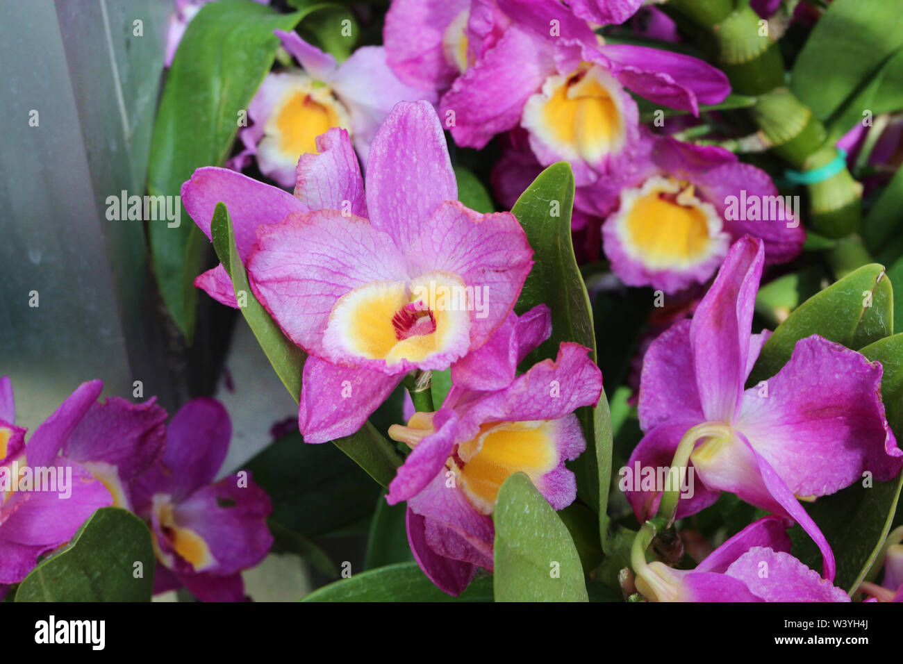 In der Nähe von blühenden lila Dendrobium Orchideen Stockfoto