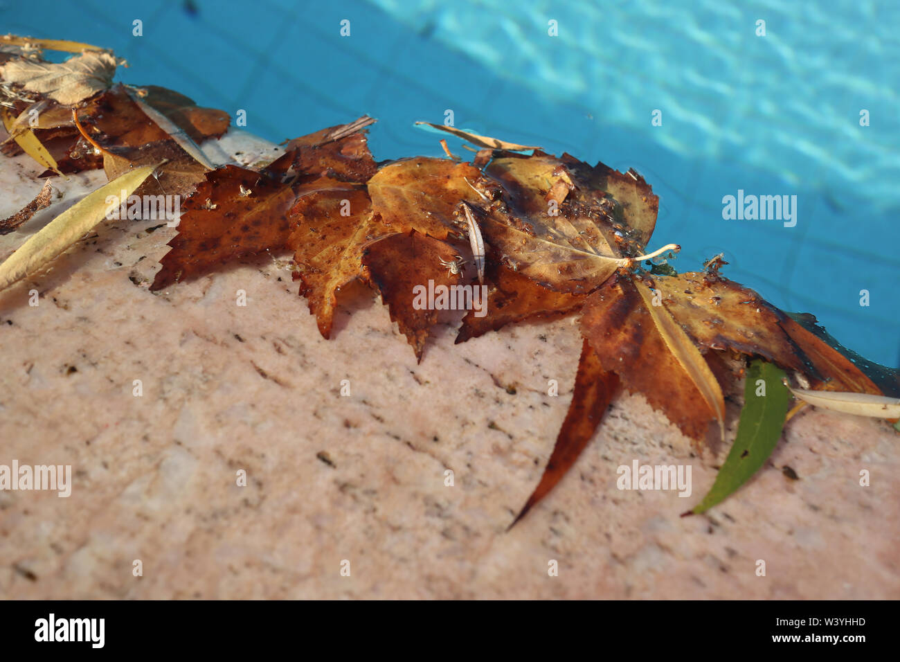 Blätter im Herbst von den Pool Stockfoto