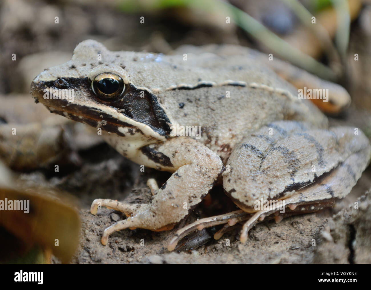 Nahaufnahme von frog Rana temporaria im Garten, Makro Fotografie Stockfoto