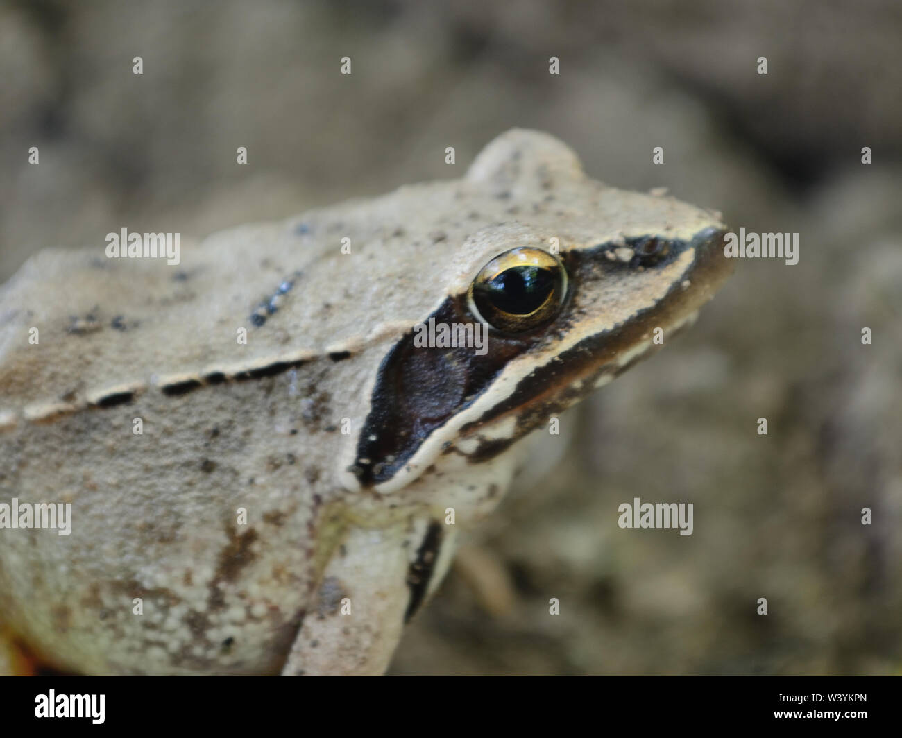 Nahaufnahme von frog Rana temporaria, Makro Fotografie Stockfoto