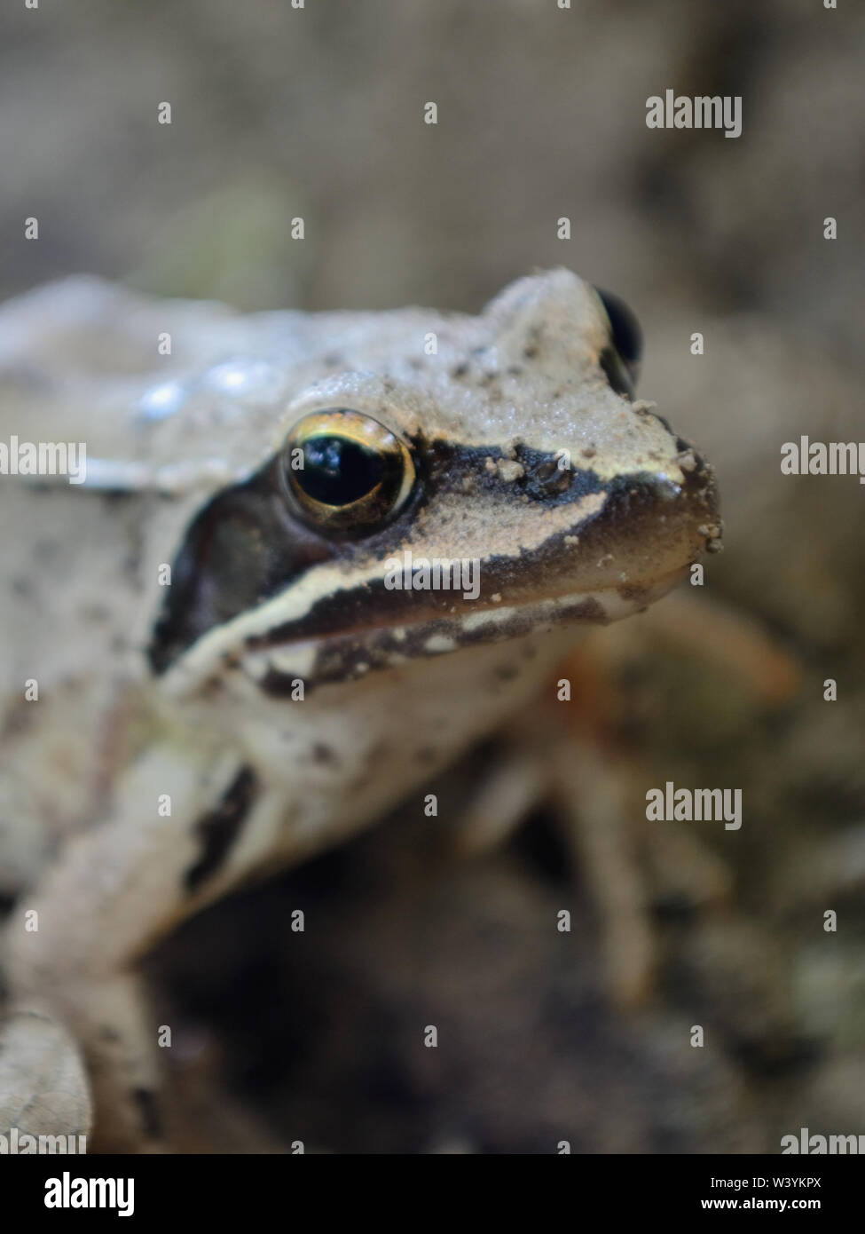 Nahaufnahme von frog Rana temporaria, Makro Fotografie Stockfoto