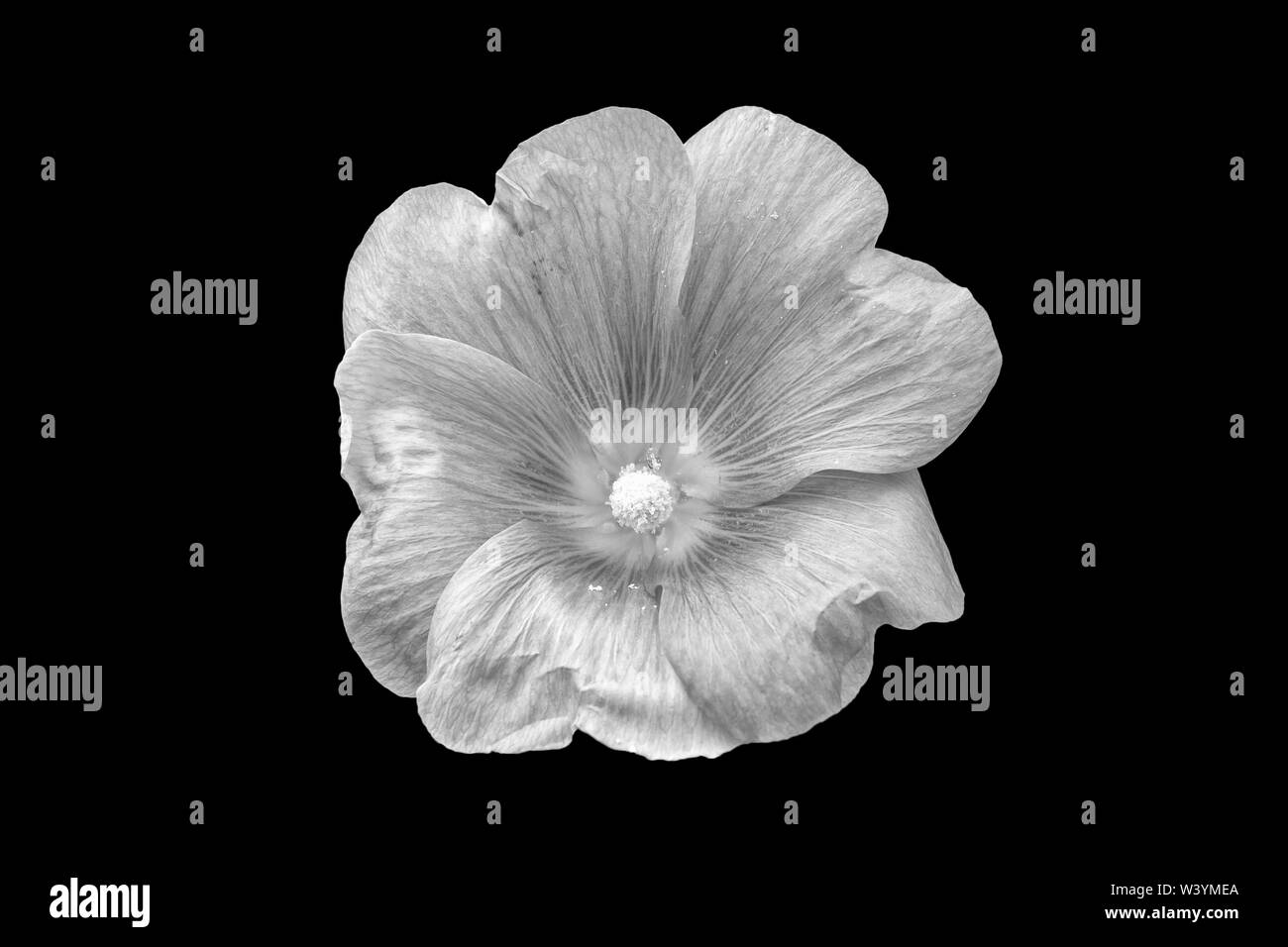 Ansicht Von Nur Alcea Blume In Schwarz Und Weiß Version Auf Black Ba Stockfoto