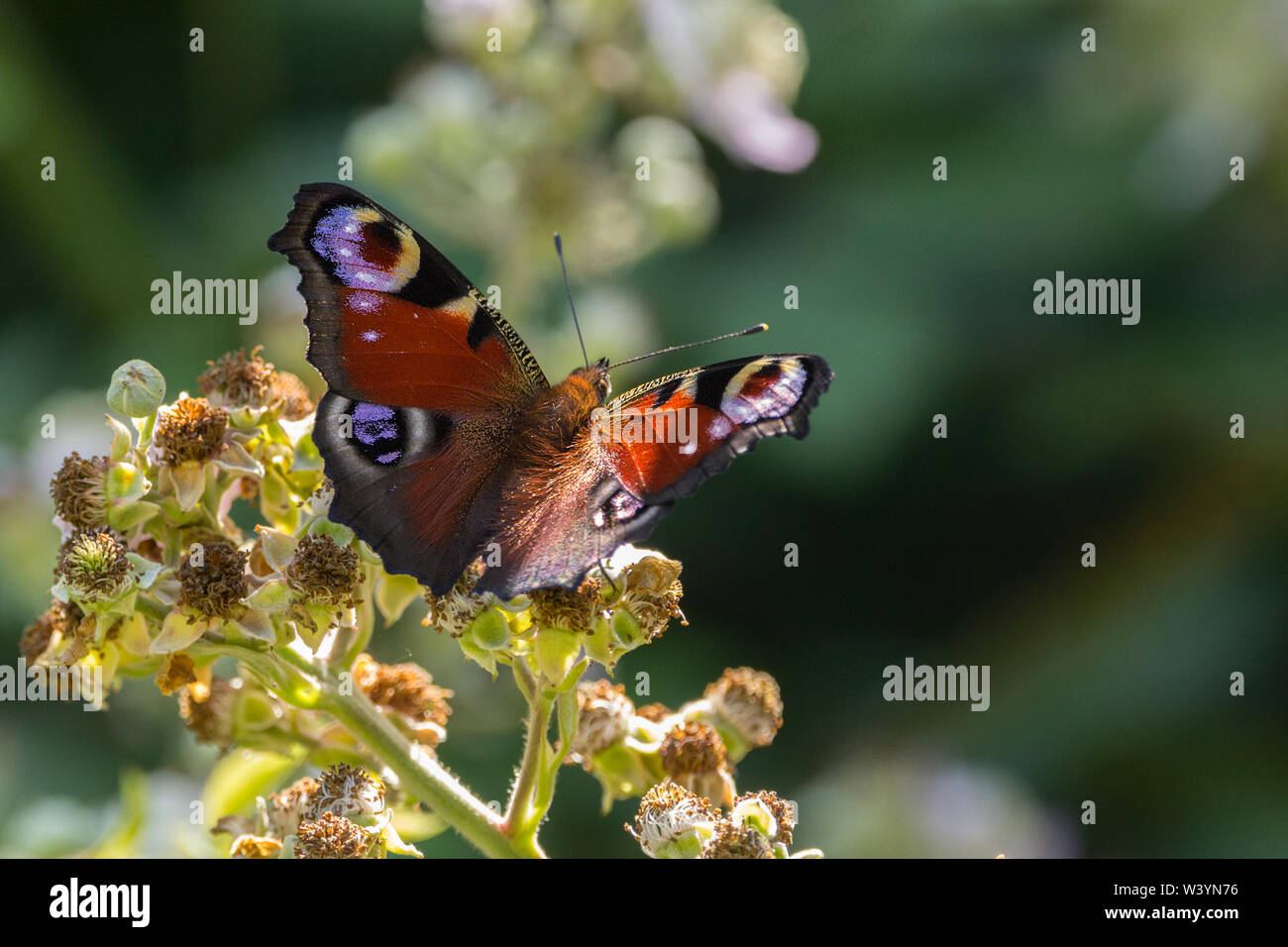 Tagpfauenauge (Inachis io) vier große falsche Augen Raubtiere abzuhalten. Maroon red oberen Flügel schwarze Unterseite Auge Markierungen Blau und Weiß auf Rot Stockfoto