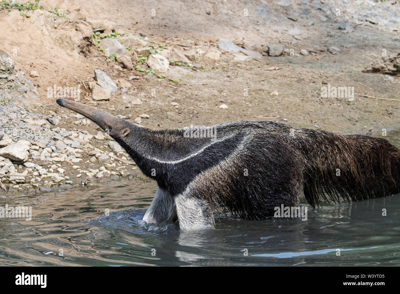 Giant anteater/ant Bär (Myrmecophaga tridactyla) insectivore native nach Mittel- und Südamerika durchqueren Wasser des Flusses/stream Stockfoto