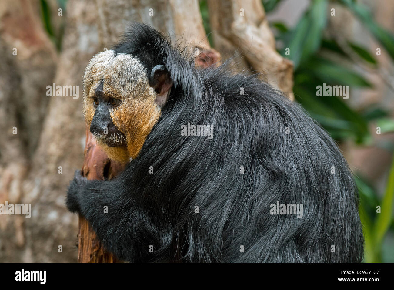 White-faced Saki/Guianan Saki/goldene-faced Saki (Pithecia pithecia) Männlich aus Südamerika Stockfoto