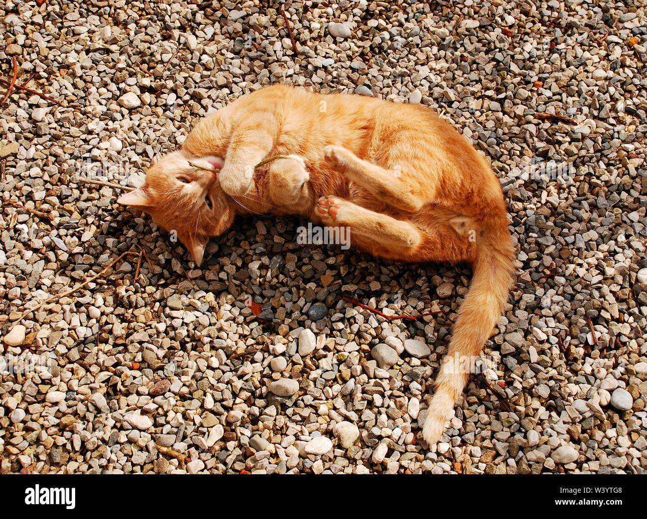 Ein drei Jahre alter Ginger Tabby tom Cat spielt mit einem Zweig. Nordost-Italien Stockfoto