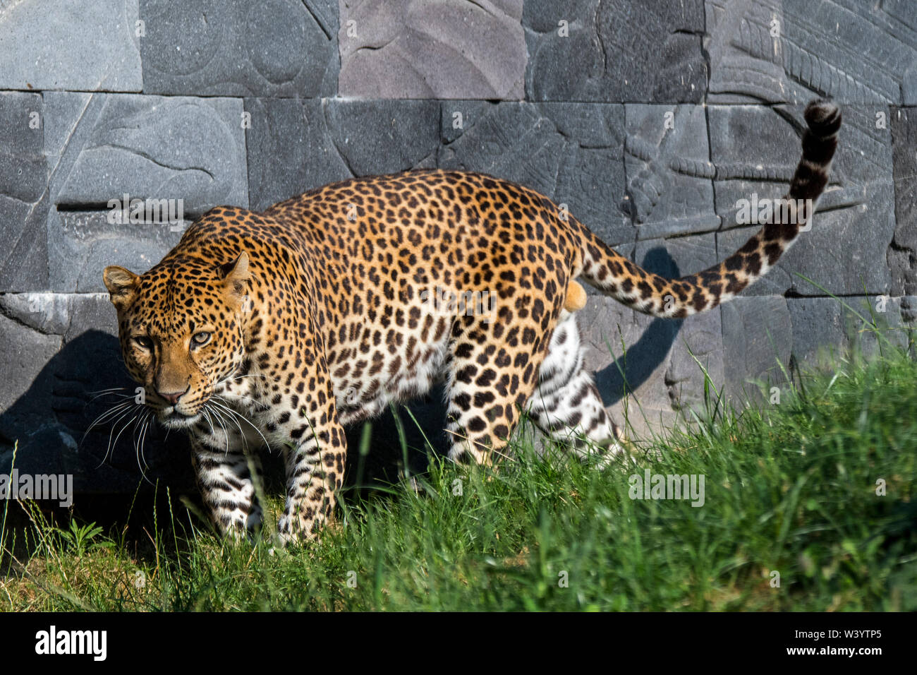 Javan Leopard (Panthera pardus Melas) native auf der indonesischen Insel Java am Pairi Daiza, Tier Theme Park in Belgien Stockfoto