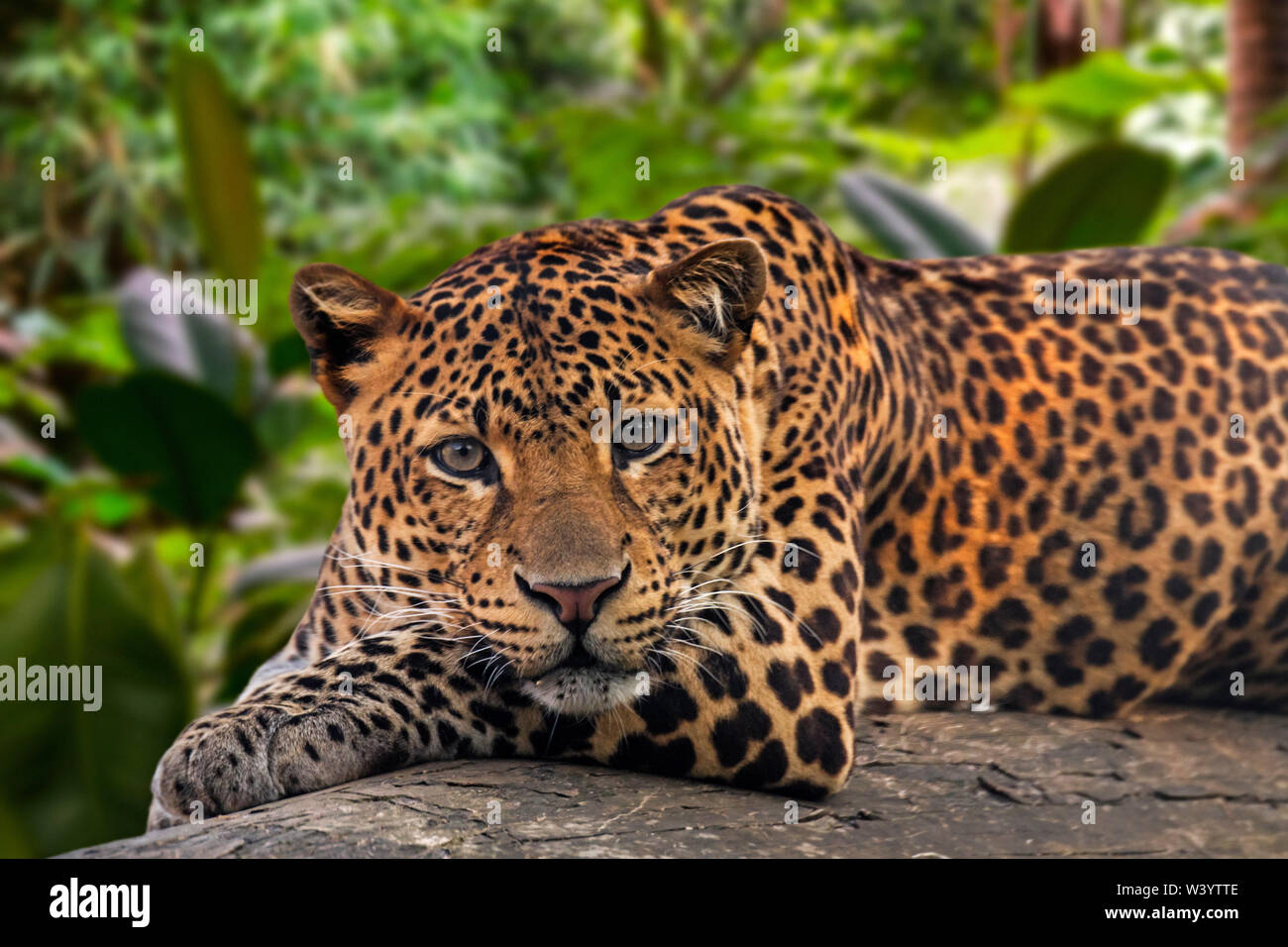 Javan Leopard (Panthera pardus Melas) ruht auf gefallenen Baumstamm im tropischen Regenwald, native auf der indonesischen Insel Java Stockfoto