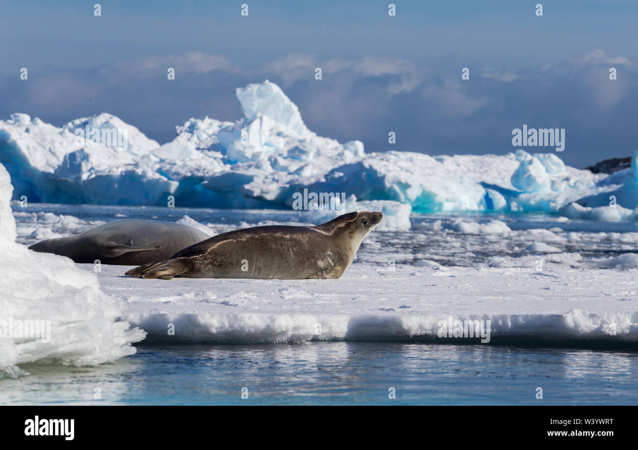 Der krabbenesser Lobodon carcinophaga, auch als krill - Esser Dichtung bekannt, ist eine wahre Dichtung liegen auf dem Eisberg in der Antarktis Halbinsel. Stockfoto