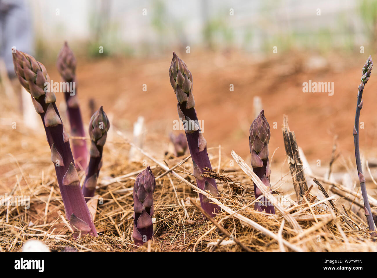 Patch von der violette Spargel wächst in den Feldern Stockfoto