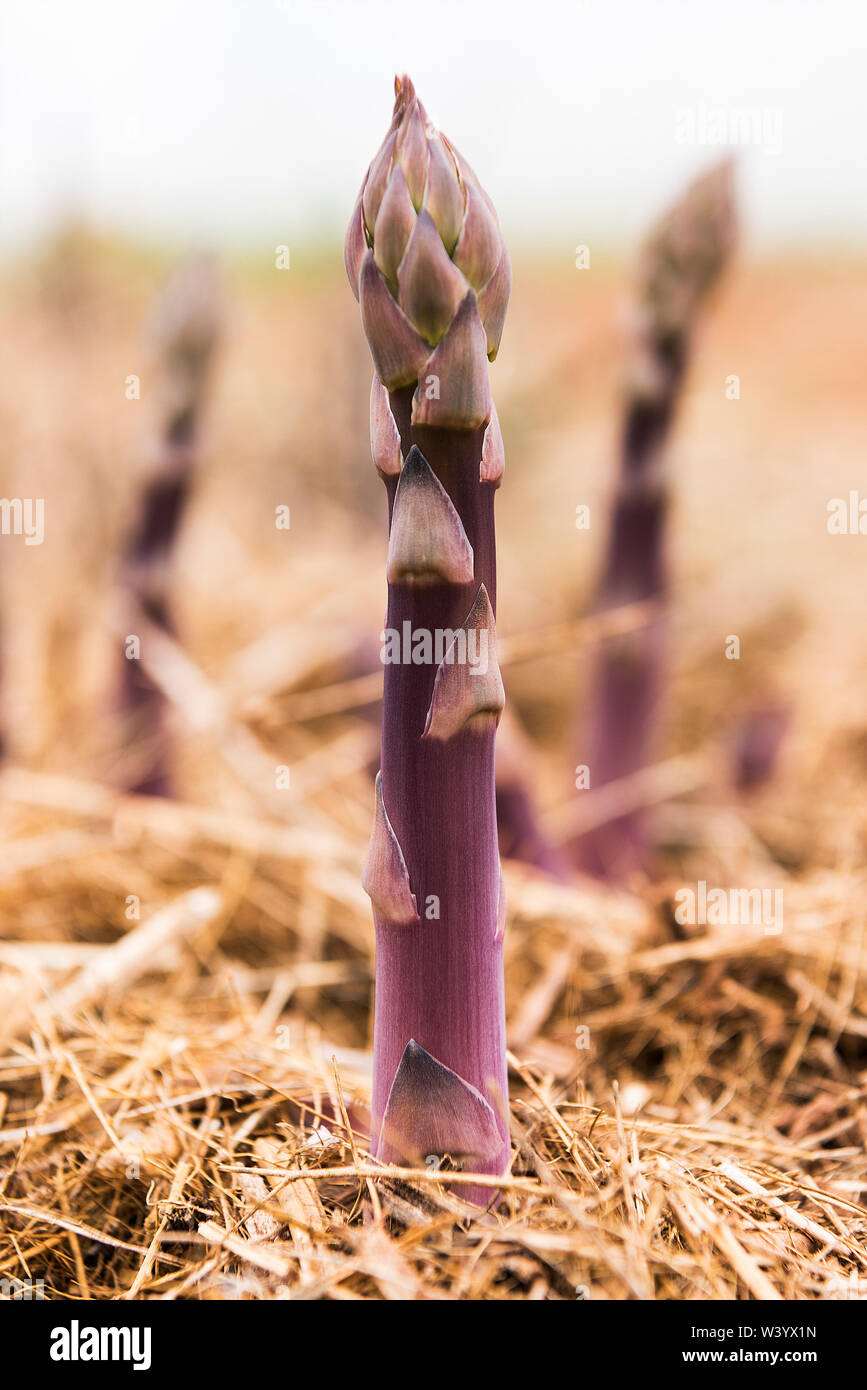 Der Violette Spargel wächst in den Feldern Stockfoto