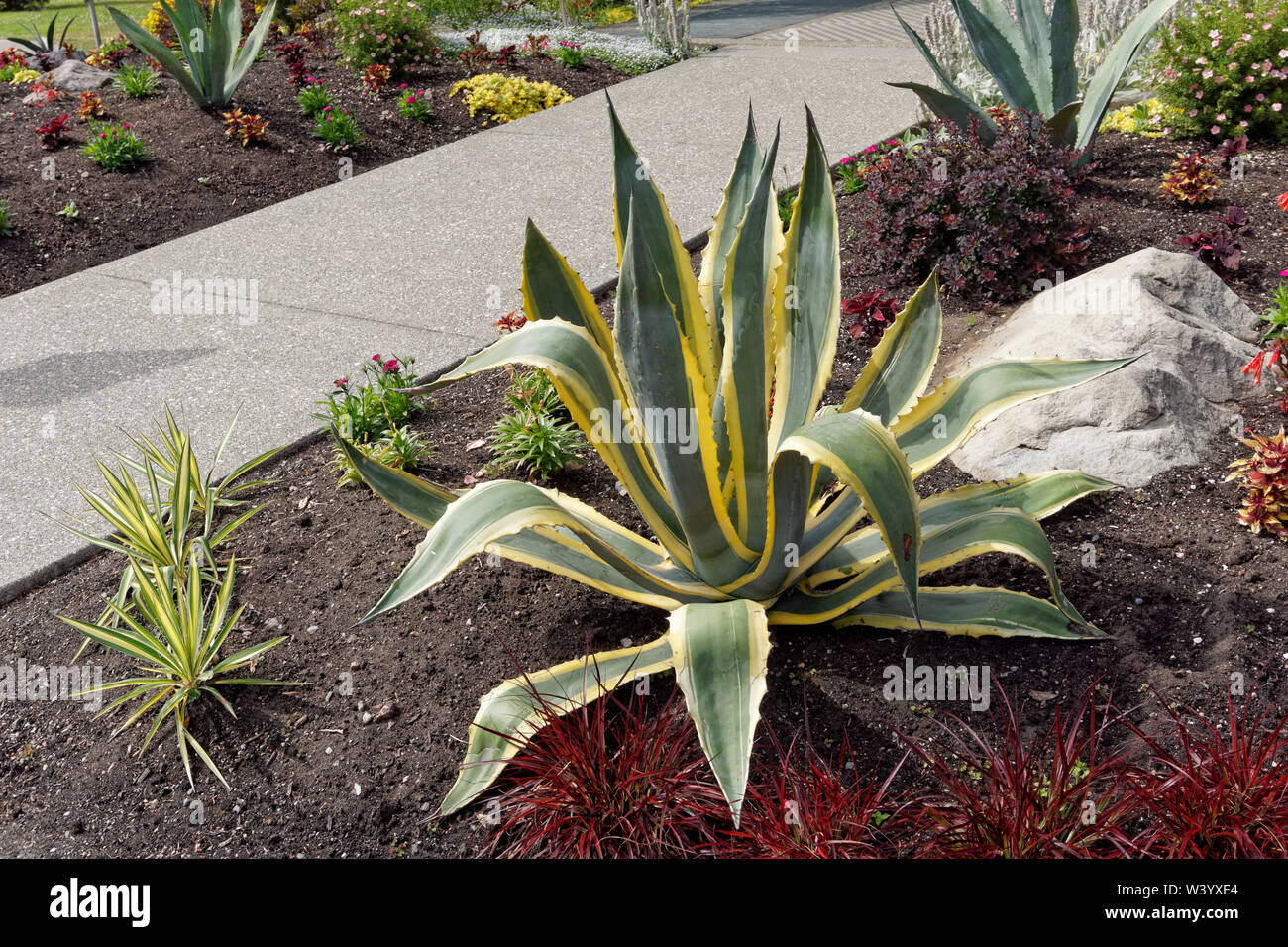 Agave americana oder Jahrhundert stammende Pflanze in Mexiko und in den Vereinigten Staaten wachsen in einem Garten Stockfoto