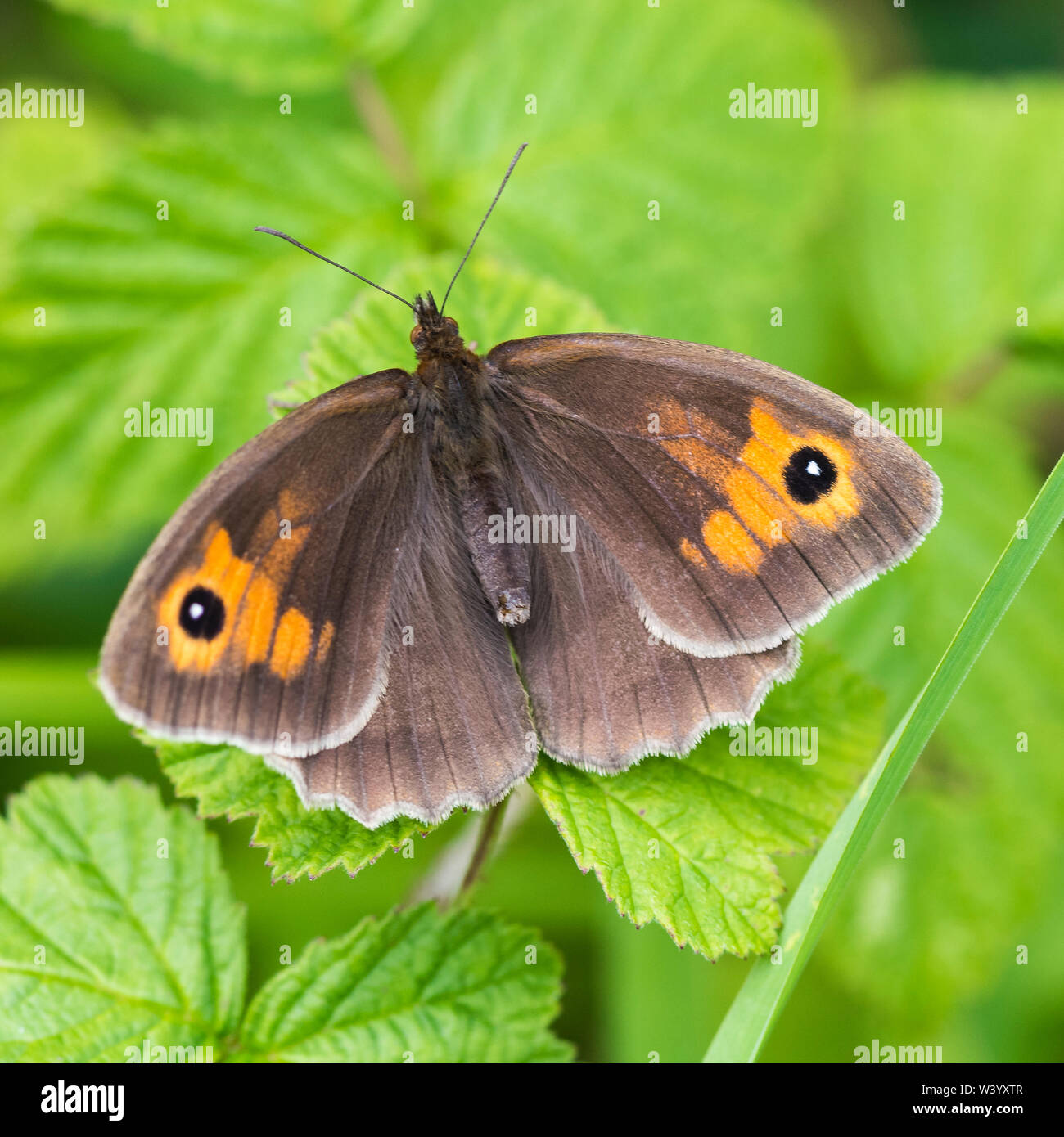 Gatekeeper Schmetterling, ruht mit Flügeln öffnen auf die jungen grünen Blätter Stockfoto
