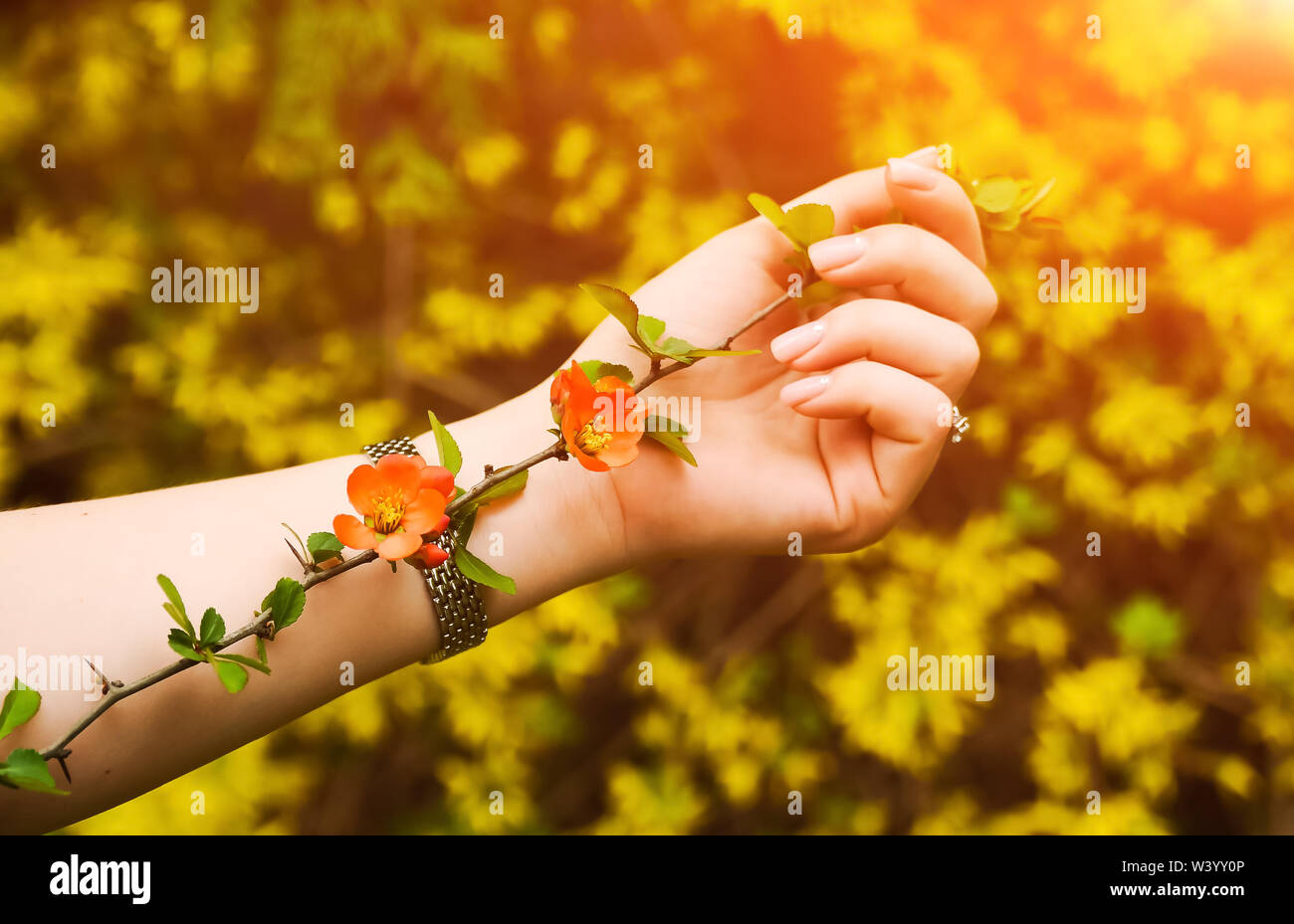 Blume mit den Dornen lag auf der Hand mit Sonnenuntergang bacground. Honig Bild, geschossen zu schließen. Rote Blumen. Unerwiderte Liebe. Natur Mode Stockfoto