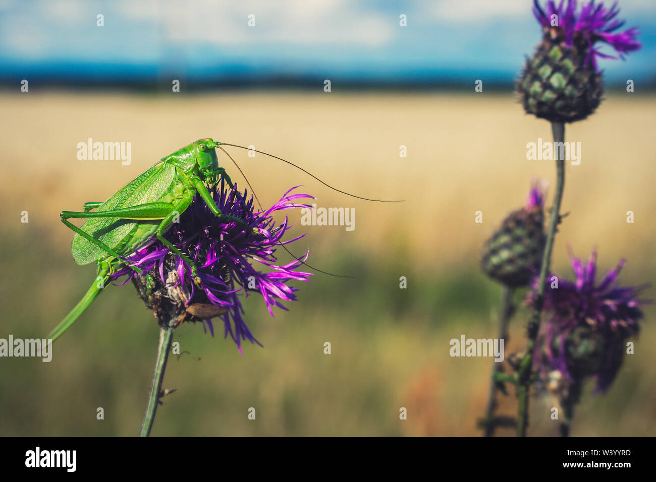 Grüne Kricket auf Lila Blume, unscharfe Landschaft Hintergrund Stockfoto