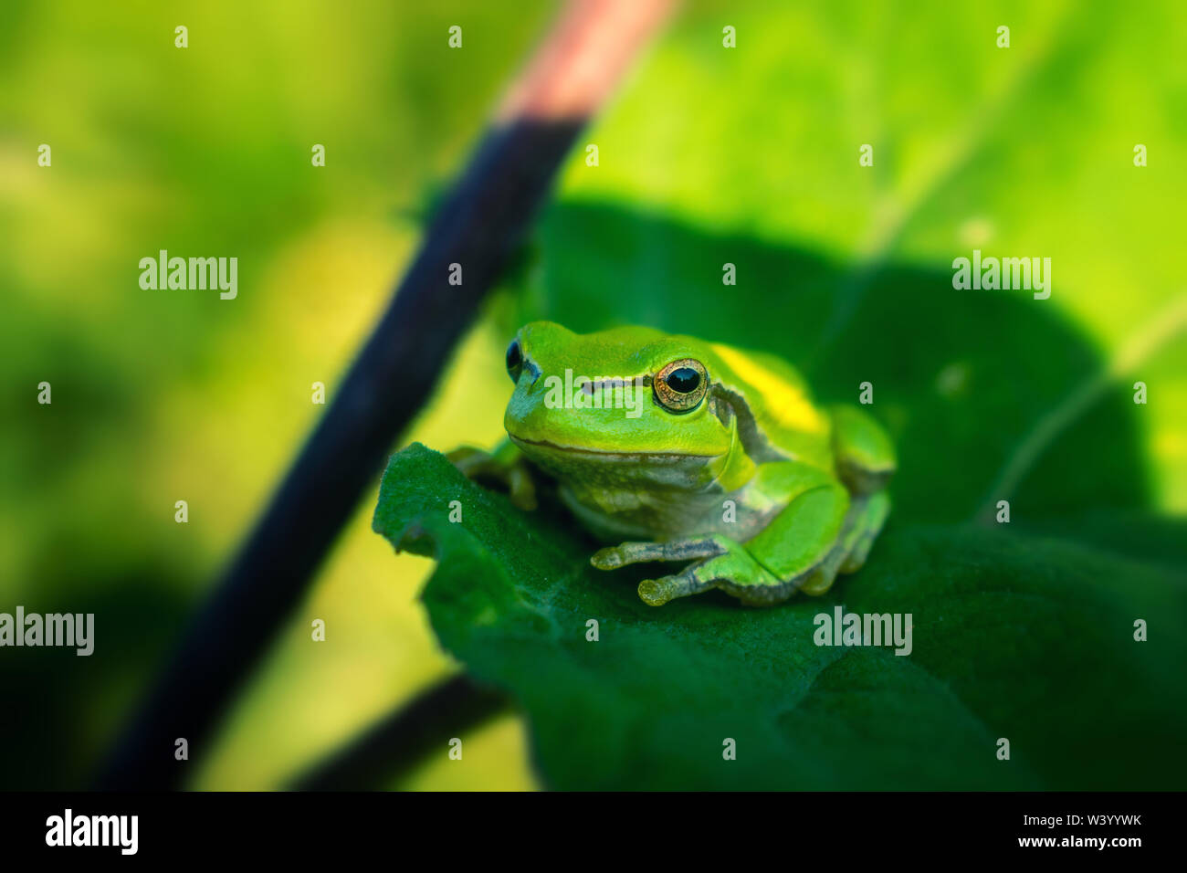 Laubfrosch ruht auf grün Klette Blatt Stockfoto