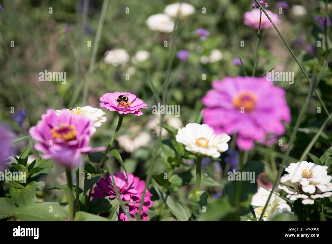 Bienen und Schmetterlinge auf Wildblumen in einem Garten Stockfoto
