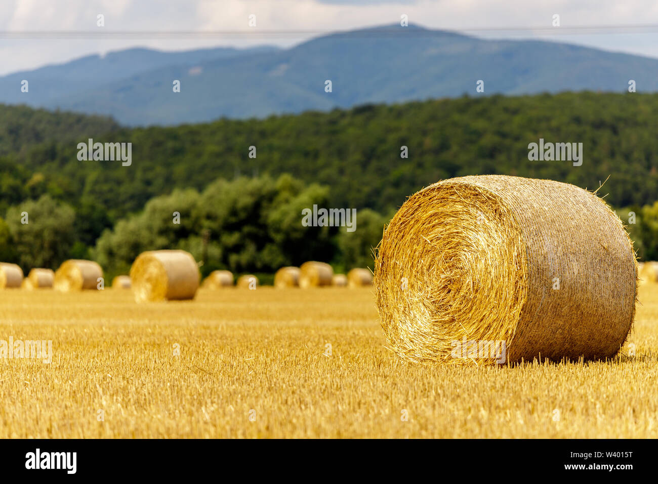 Strohballen auf dem Feld. Nach der Ernte das Getreide im Sommer Stockfoto