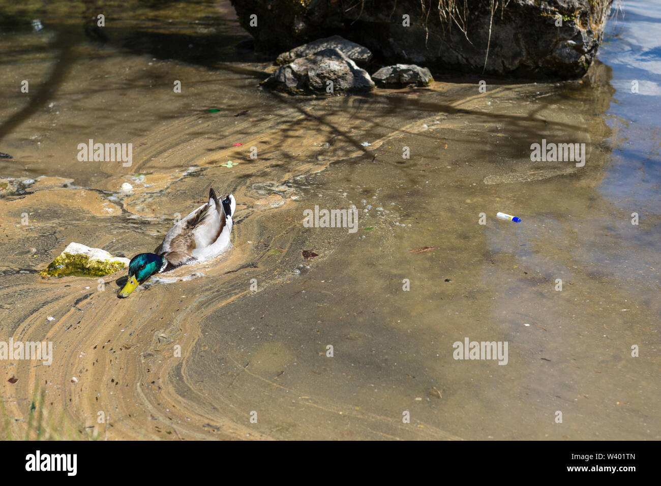 Umweltbewusstsein: Kunststoff schwimmend auf einem mucky See neben einer Ente auf der Suche nach Essen Stockfoto
