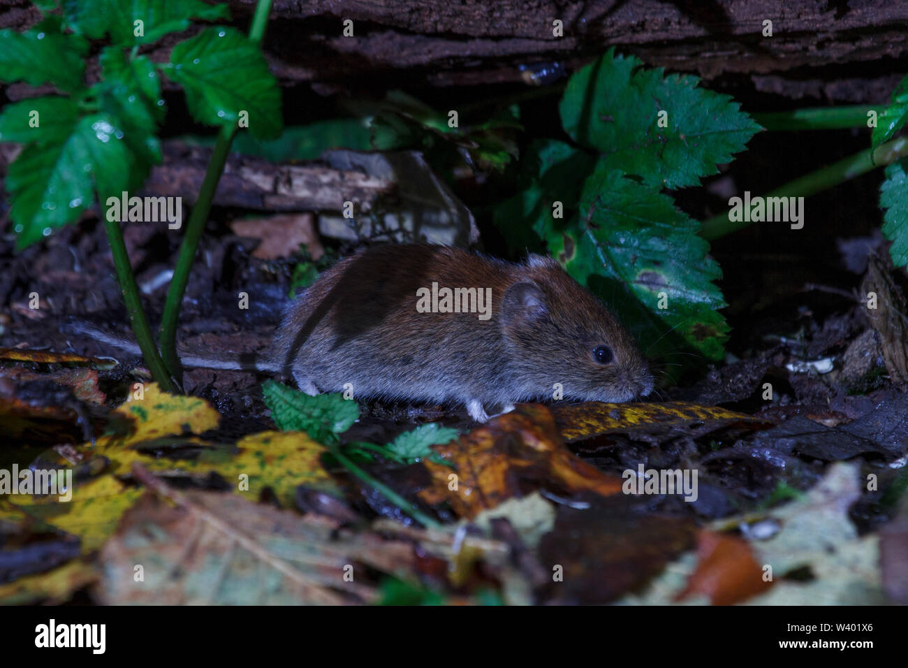 Bank vole, Rötelmaus (Myodes Glareolus) Stockfoto