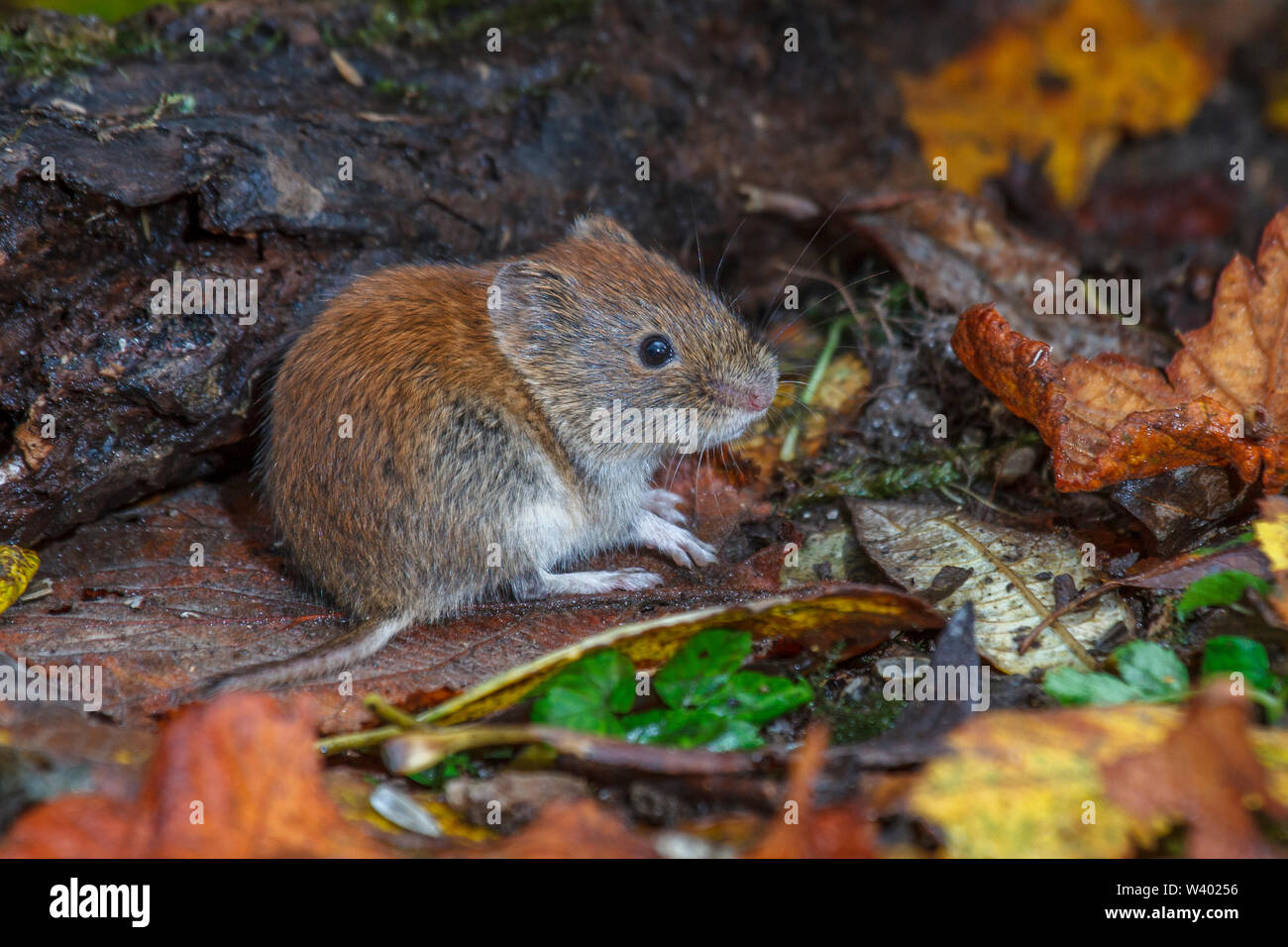 Bank vole, Rötelmaus (Myodes Glareolus) Stockfoto