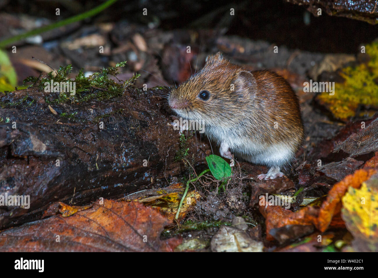 Bank vole, Rötelmaus (Myodes Glareolus) Stockfoto