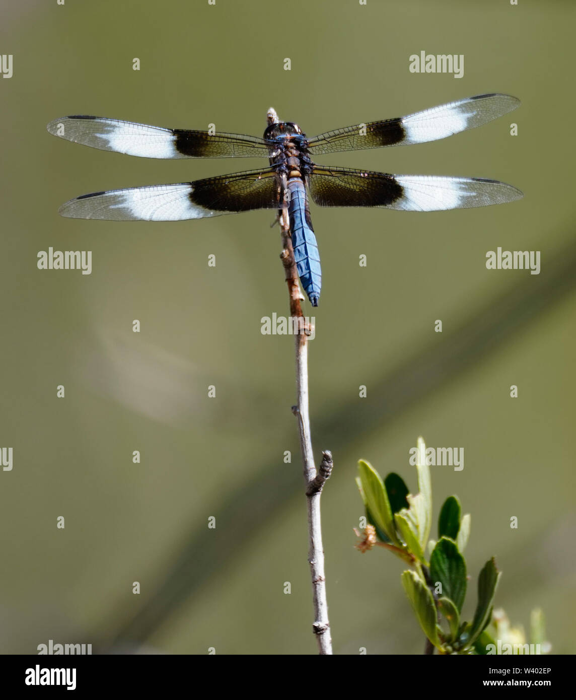 Eine schöne blaue Libelle auf ein Rohr mit Blättern auf der Seite. Stockfoto