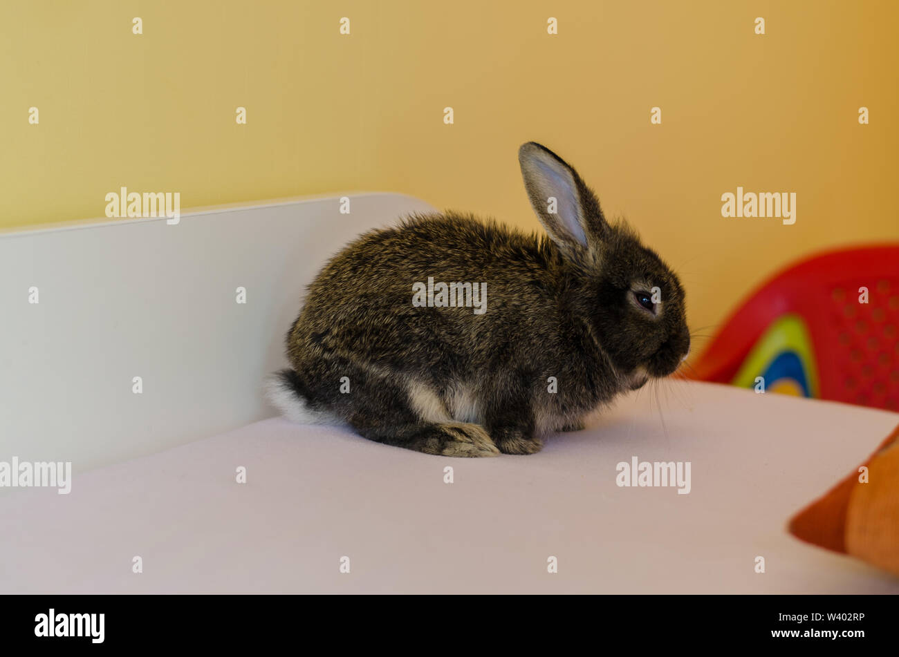 Dunkle bunny Rabbit pet Indoor Stockfoto