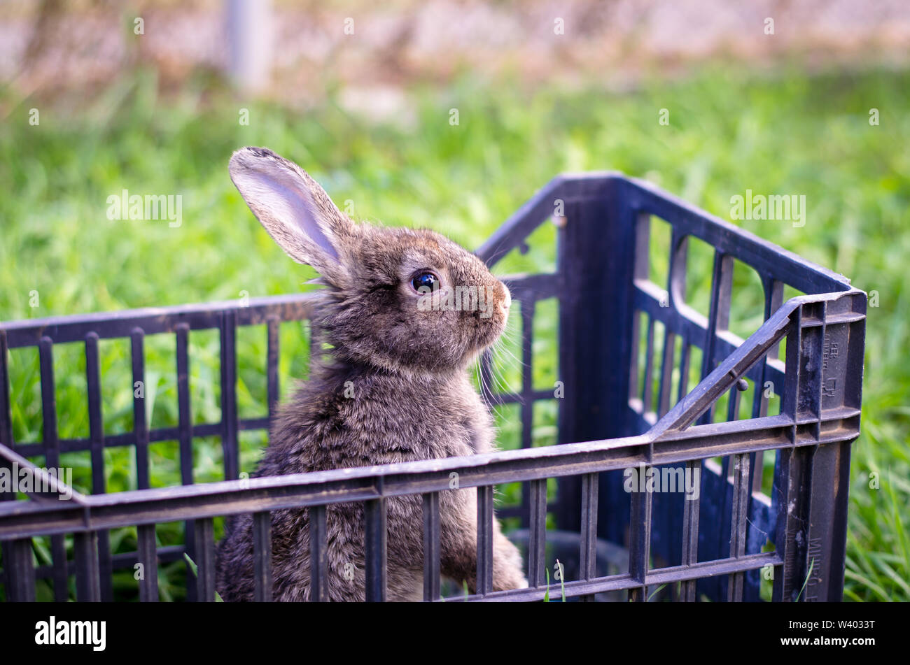 Dunkle bunny Rabbit pet im Käfig außerhalb Stockfoto