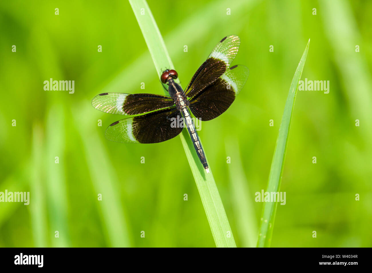 Einen Drachen fliegen sitzt auf Gras Stockfoto