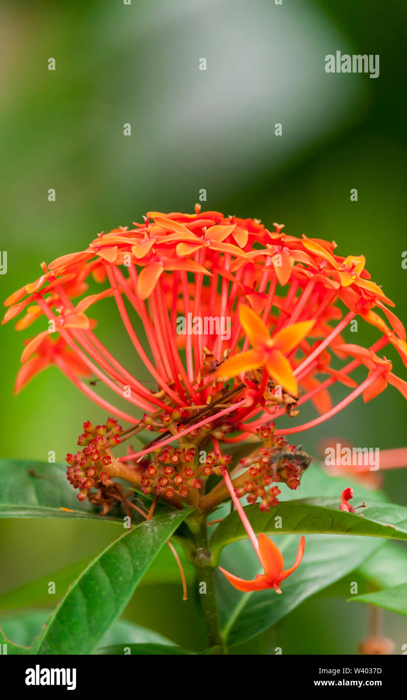 Red Ixora Blume Stockfoto