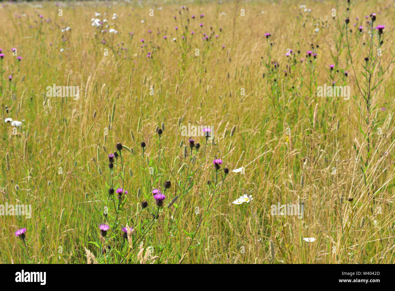 Wildflower wiese Wiese mit gemeinsamen Flockenblume Blumen in voller Blüte, Oxfordshire, Großbritannien Stockfoto