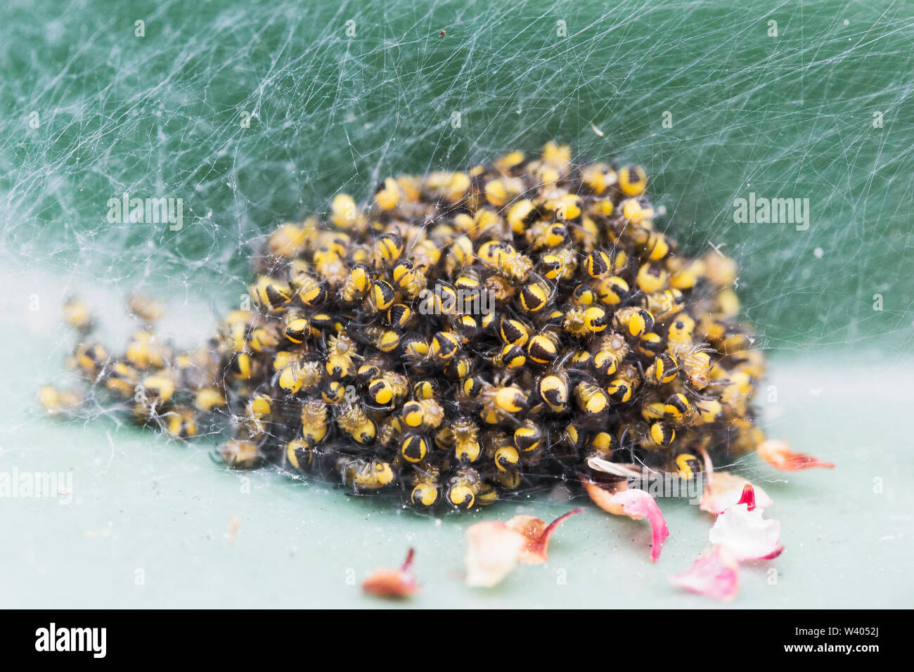 Gemeinsamen Garten Spinne, Araneus diadematus, Jung, Northumberland, Großbritannien Stockfoto